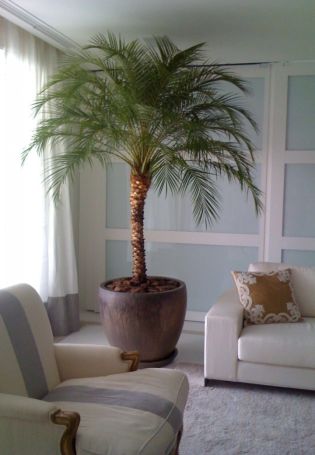 Финиковая пальма дома