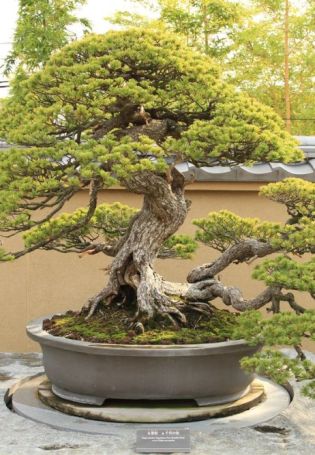 Японское декоративное дерево
