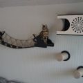 Ступеньки для кота на стене
