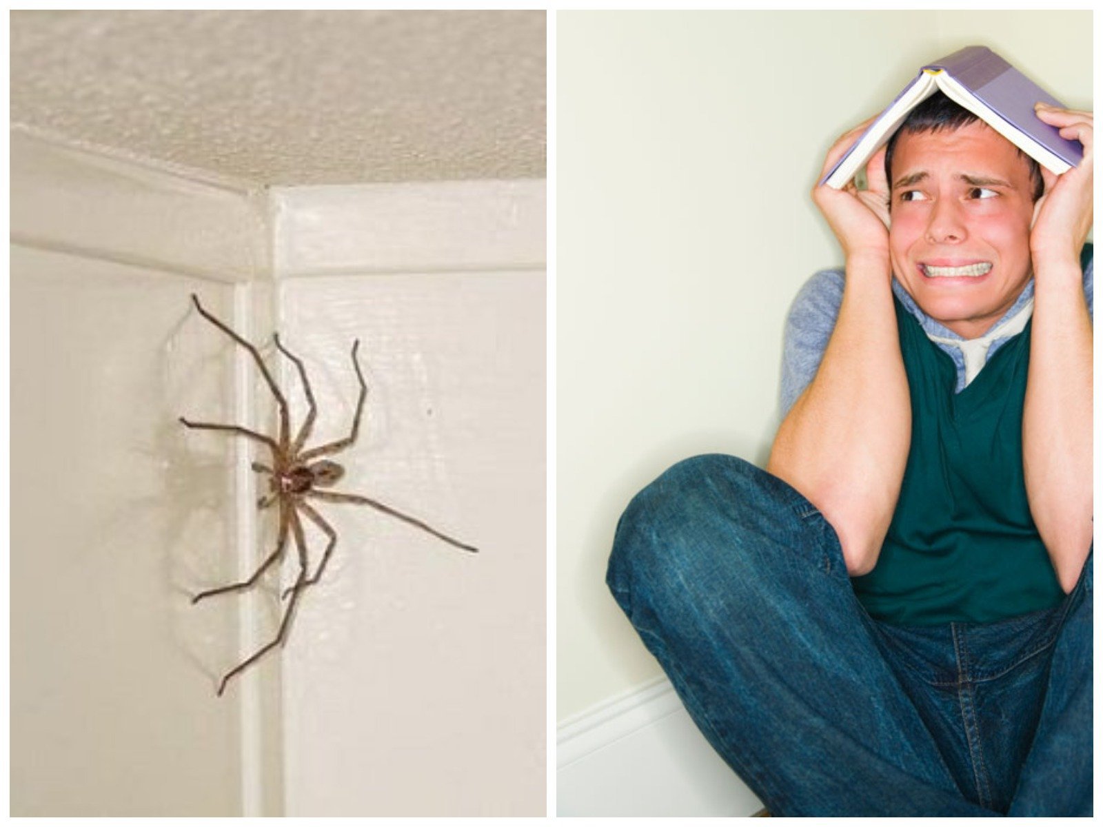 К чему снятся большие пауки во сне. Огромный паук. Огромный паук в доме. Большие пауки в доме. Гигантский паук в доме.