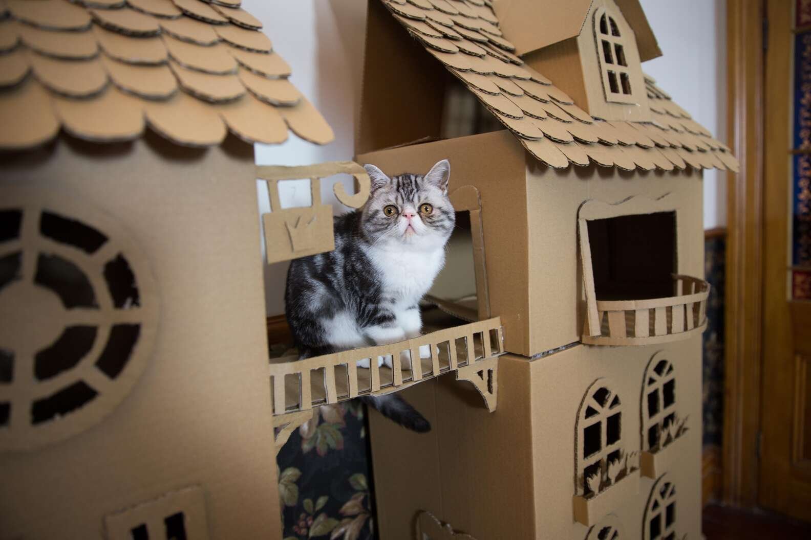 Двухэтажный дом кошке из картона