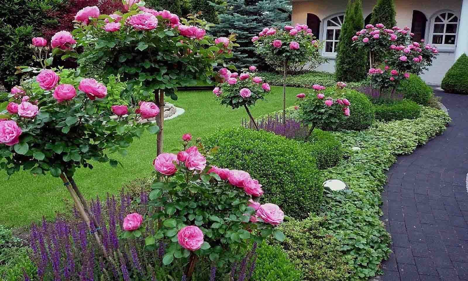 Твой сад розы. Розы в саду.