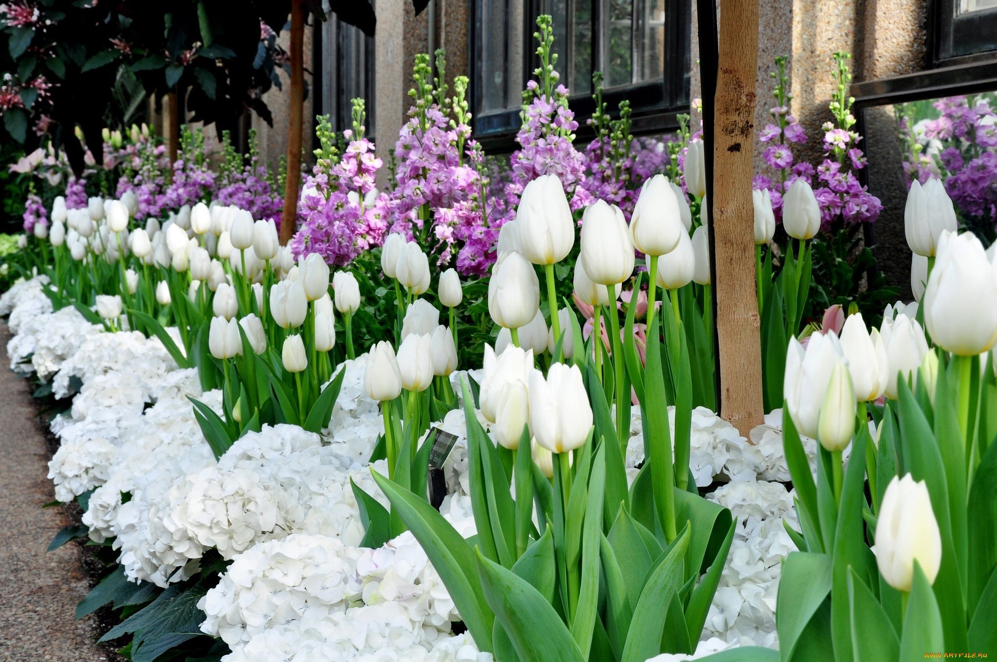 Фото весенних цветов в саду. Крокус, тюльпан, гиацинт, Нарцисс, рябчик. Гиацинт Крокус ,рябчик. Крокусы и гиацинты.