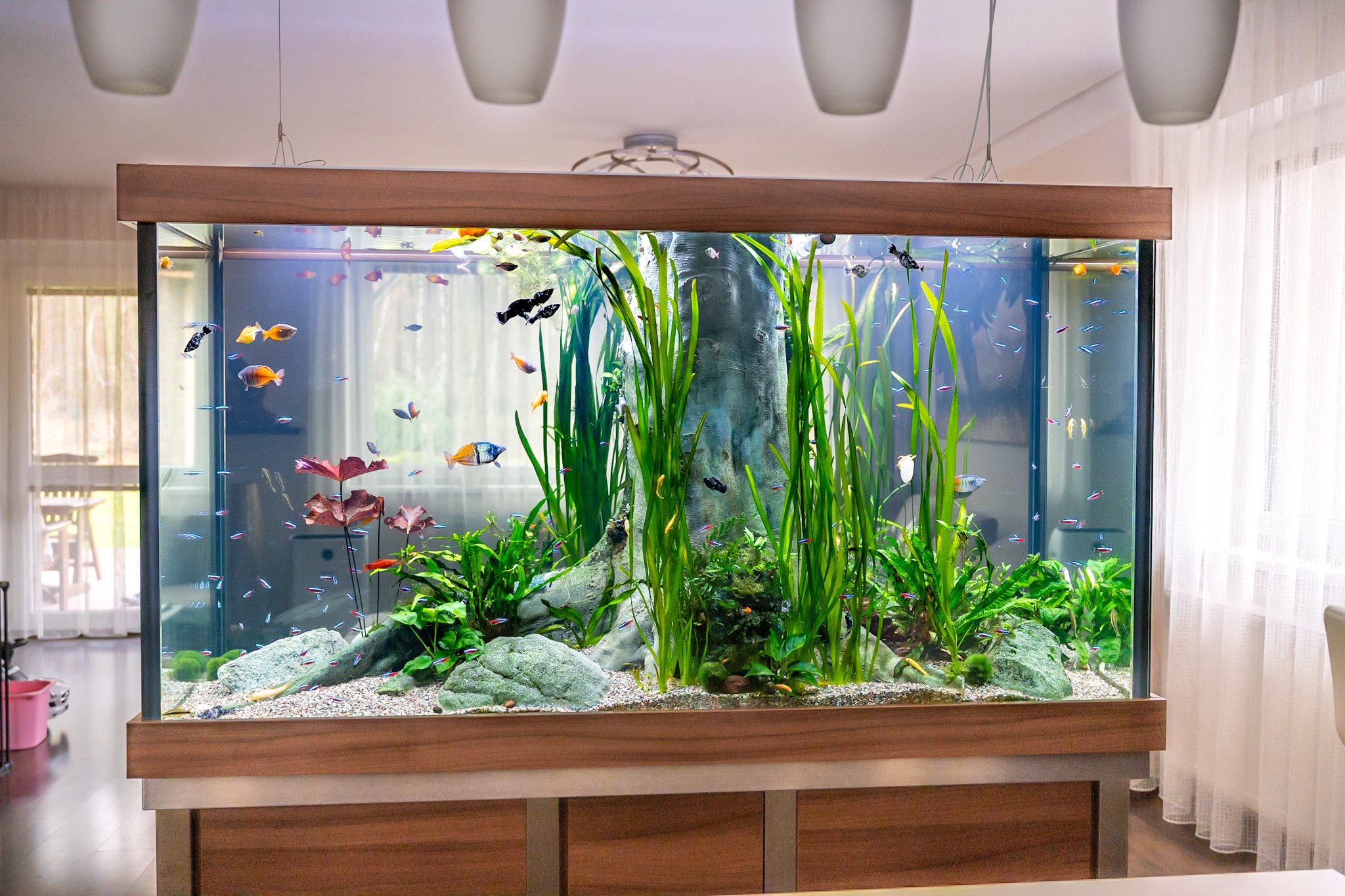 В новый аквариум запустили 14 рыбок. Аквариум (Fish Tank) 2009. Аквадизайн аквариумы. Аквариум в интерьере. Дизайнерский аквариум.