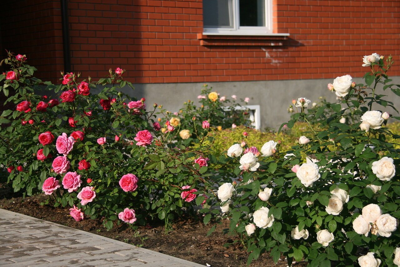 Соседство роз