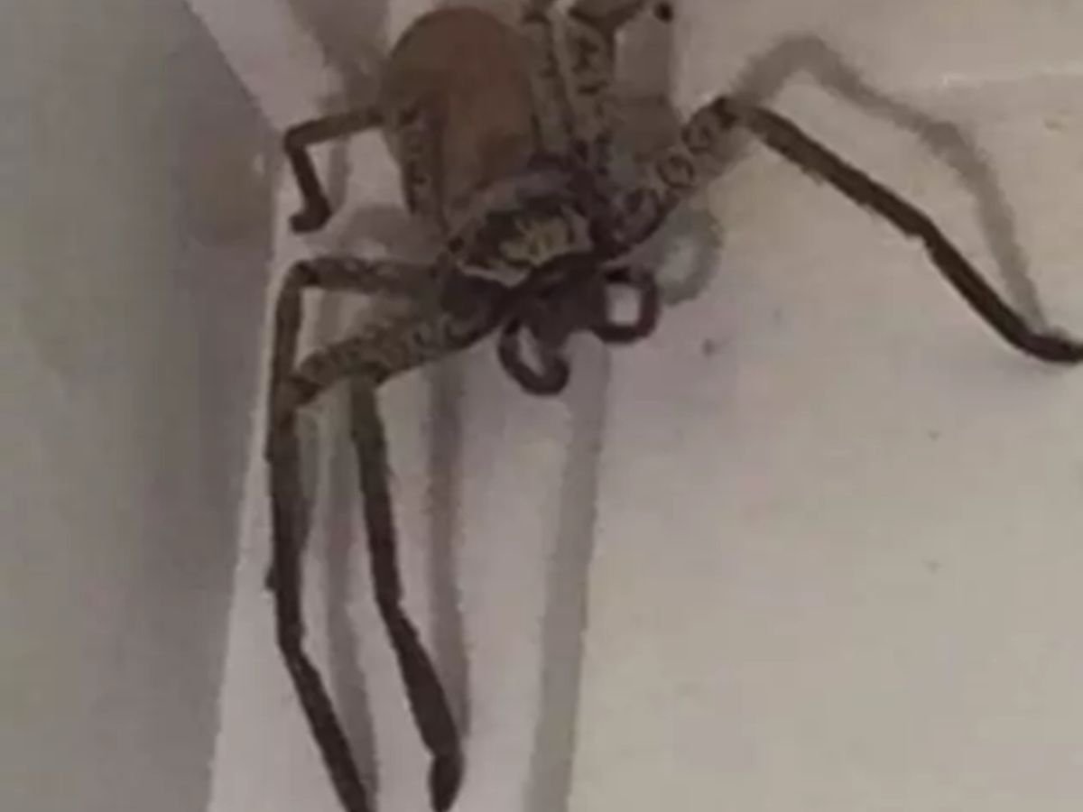 Увидеть паука на работе. Огромный паук в углу комнаты. Огромный паук на потолке. Огромный паук в ванной. Фото паука в углу комнаты.